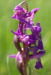Zurück zum kompletten Bilderset Männliches Knabenkraut Blüte pink Orchis mascula