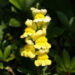 Zurück zum kompletten Bilderset Grosses Löwenmäulchen Blüte gelb Antirrhinum majus