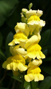 Grosses Loewenmaeulchen Bluete gelb Antirrhinum majus 03