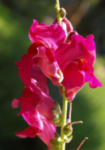 Grosses Loewenmaeulchen Bluete rot Antirrhinum majus 01