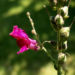Zurück zum kompletten Bilderset Großes Löwenmäulchen Blüte rot Antirrhinum majus