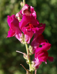 Grosses Loewenmaeulchen Bluete rot Antirrhinum majus 04