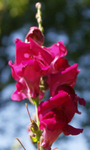 Grosses Loewenmaeulchen Bluete rot Antirrhinum majus 05