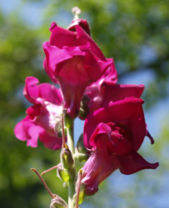 Grosses Loewenmaeulchen Bluete rot Antirrhinum majus 07