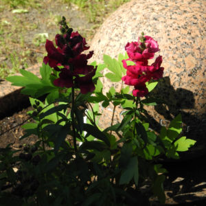 Grosses Loewenmaul Blute rot Antirrhinum majus 01