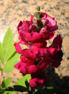 Grosses Loewenmaul Blute rot Antirrhinum majus 03