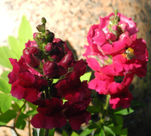 Grosses Loewenmaul Blute rot Antirrhinum majus 04