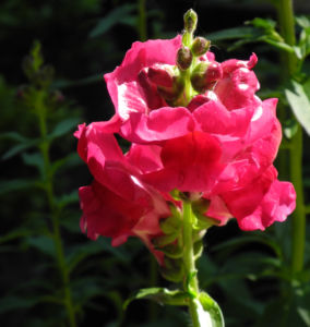 Grosses Loewenmaul Blute rot Antirrhinum majus 05