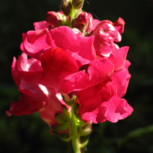 Grosses Loewenmaul Blute rot Antirrhinum majus 07