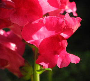 Grosses Loewenmaul Blute rot Antirrhinum majus 09