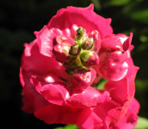 Grosses Loewenmaul Blute rot Antirrhinum majus 10
