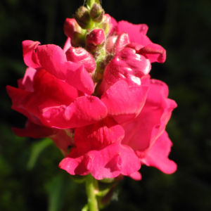 Grosses Loewenmaul Blute rot Antirrhinum majus 11