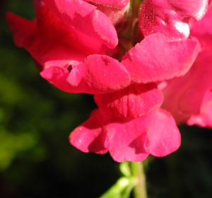 Grosses Loewenmaul Blute rot Antirrhinum majus 14