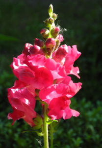Grosses Loewenmaul Blute rot Antirrhinum majus 16