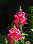 Bild:  Großes Löwenmaul Blüte rot Antirrhinum majus