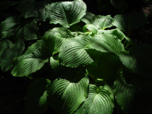 Gruene Riesen Funkie Blatt gruen Hosta elata 01