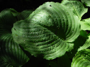 Gruene Riesen Funkie Blatt gruen Hosta elata 02