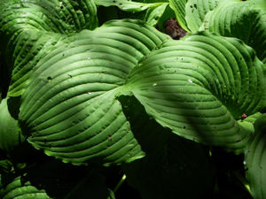 Gruene Riesen Funkie Blatt gruen Hosta elata 03