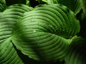 Gruene Riesen Funkie Blatt gruen Hosta elata 04