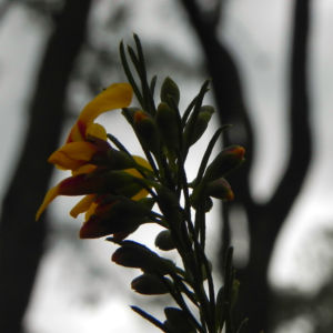 Guinea Flower Bush Pea Blüte orange gelb Pultenaea mollis 03