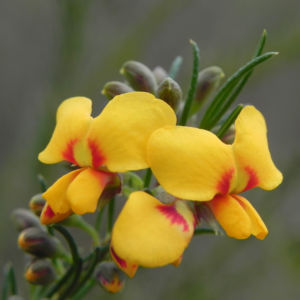Guinea Flower Bush Pea Blüte orange gelb Pultenaea mollis 04