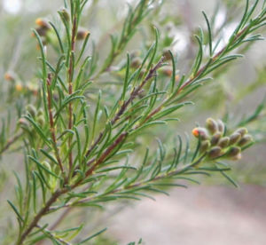 Guinea Flower Bush Pea Blüte orange gelb Pultenaea mollis 05