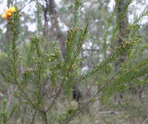 Guinea Flower Bush Pea Blüte orange gelb Pultenaea mollis 06