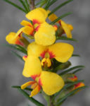 Bild:  Guinea Flower Bush Pea Blüte orange gelb Pultenaea mollis