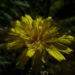 Zurück zum kompletten Bilderset Wald-Habichtskraut Blüte gelb Hieracium sylvestris