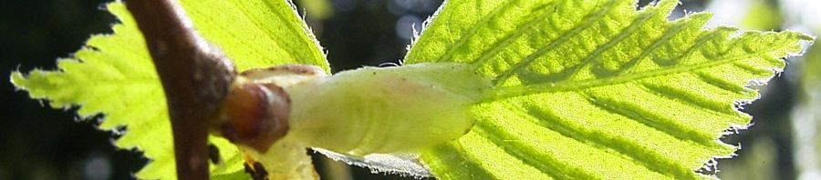Anklicken um das ganze Bild zu sehen  Hänge Birke Blatt Blüte grün Betula pendula