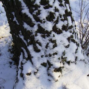 Haenge Birke Rinde Schnee Betula pendula 01