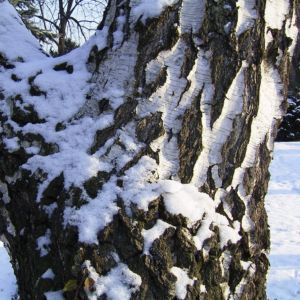 Haenge Birke Rinde Schnee Betula pendula 02