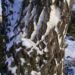 Zurück zum kompletten Bilderset Hänge-Birke Rinde Schnee weiß Betula pendula