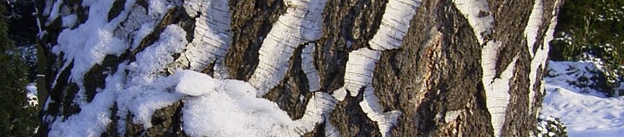 Anklicken um das ganze Bild zu sehen  Hänge-Birke Rinde Schnee weiß Betula pendula