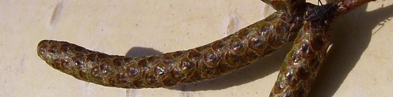 Anklicken um das ganze Bild zu sehen  Hänge-Birke Rinde weiß Betula pendula