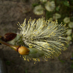Haengekaetzchenweide Bluete Salix caprea Kilmarnock 01