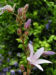 Zurück zum kompletten Bilderset Hängepolster Glockenblume Blüte blau - Campanula poscharskyana