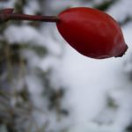 Hagebutten Schnee Rosa 01