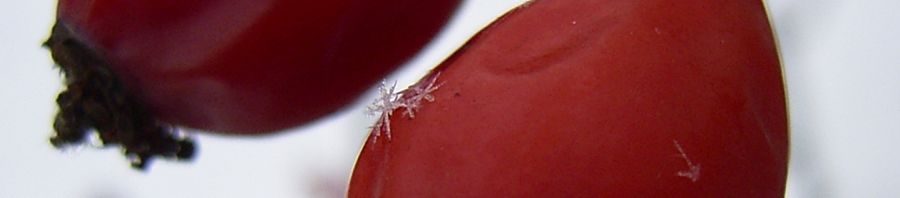 Anklicken um das ganze Bild zu sehen  Hagebutten Schnee - Rosa
