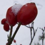 Hagebutten Schnee Rosa 03