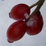 Hagebutten Schnee Rosa 04