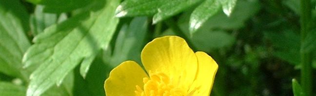 Anklicken um das ganze Bild zu sehen  Scharfer Hahnenfuß Blüte gelb Ranunculus acris