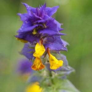 Hain Wachtelweizen Blatt blau Bluete gelb Melampyrum nemorosum 02