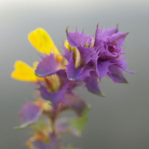 Hain Wachtelweizen Blatt blau Bluete gelb Melampyrum nemorosum 03