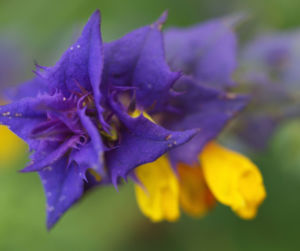 Hain Wachtelweizen Blatt blau Bluete gelb Melampyrum nemorosum 04