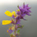 Zurück zum kompletten Bilderset Hain-Wachtelweizen Blatt blau Blüte gelb Melampyrum nemorosum