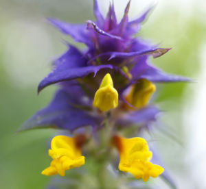 Hain Wachtelweizen Blatt blau Bluete gelb Melampyrum nemorosum 06