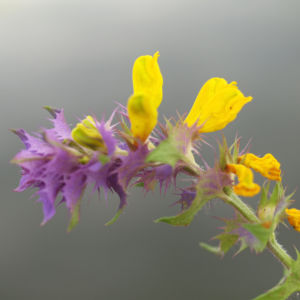 Hain Wachtelweizen Blatt blau Bluete gelb Melampyrum nemorosum 07