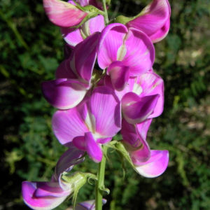 Hairy Darling Pea Bluete pink Swainsona greyana 07