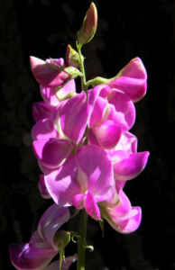 Hairy Darling Pea Bluete pink Swainsona greyana 08
